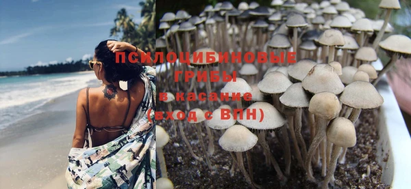 прущие грибы Богородицк